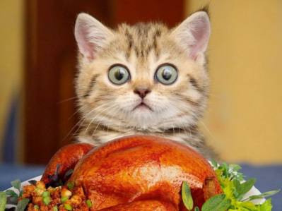 b2ap3_thumbnail_Cute_and_Funny_Cat_Pictures_5.jpg b2ap3_thumbnail_Cute_and_Funny_Cat_Pictures_5.jpg