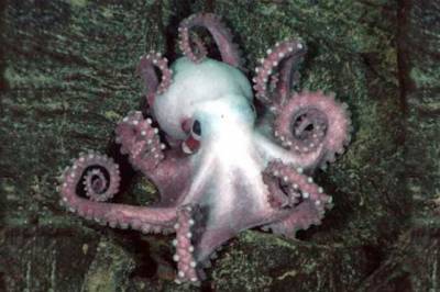 b2ap3_thumbnail_Octopus-1.jpg b2ap3_thumbnail_Octopus-1.jpg